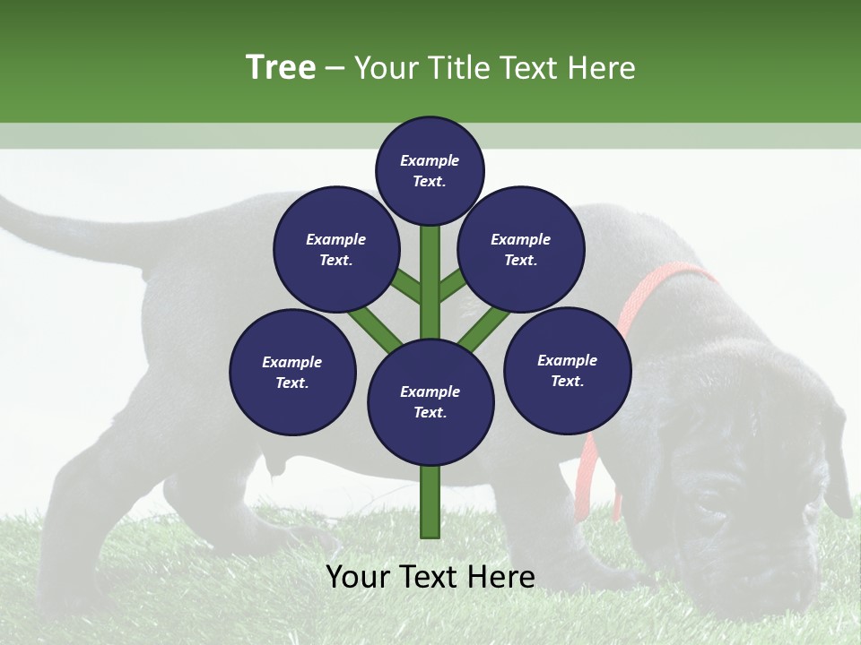 A Black Dog With A Red Collar Is Sniffing The Grass PowerPoint Template