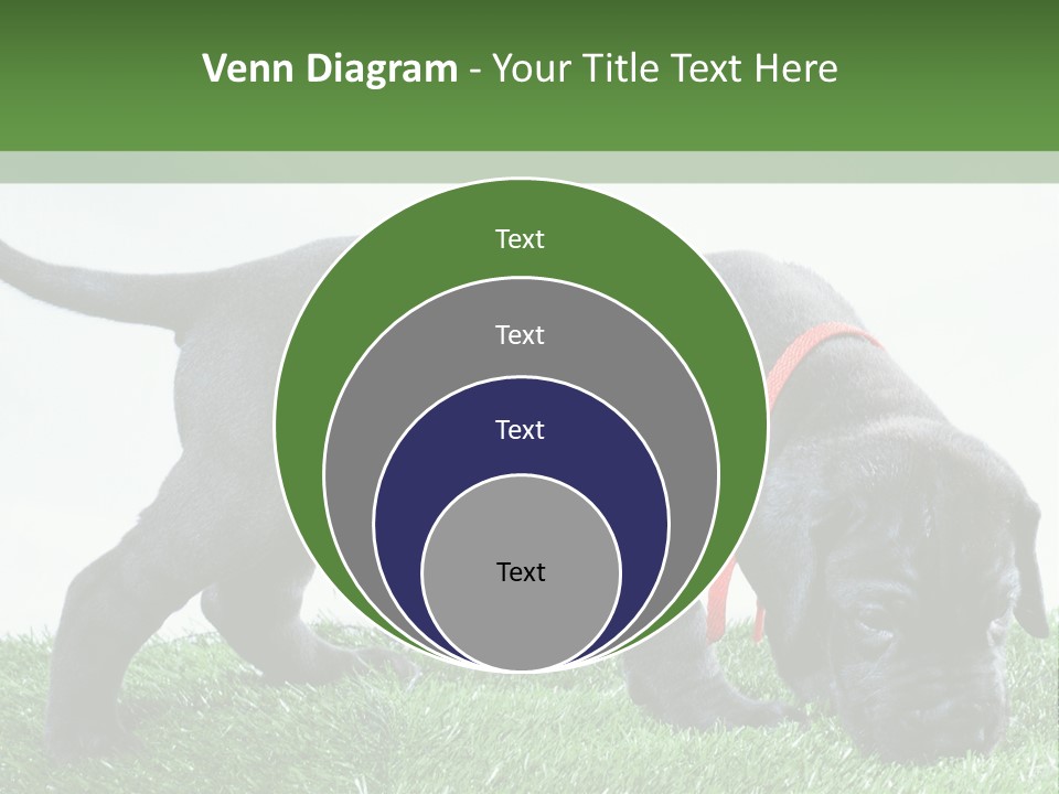 A Black Dog With A Red Collar Is Sniffing The Grass PowerPoint Template