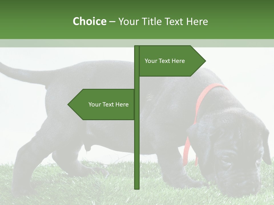 A Black Dog With A Red Collar Is Sniffing The Grass PowerPoint Template