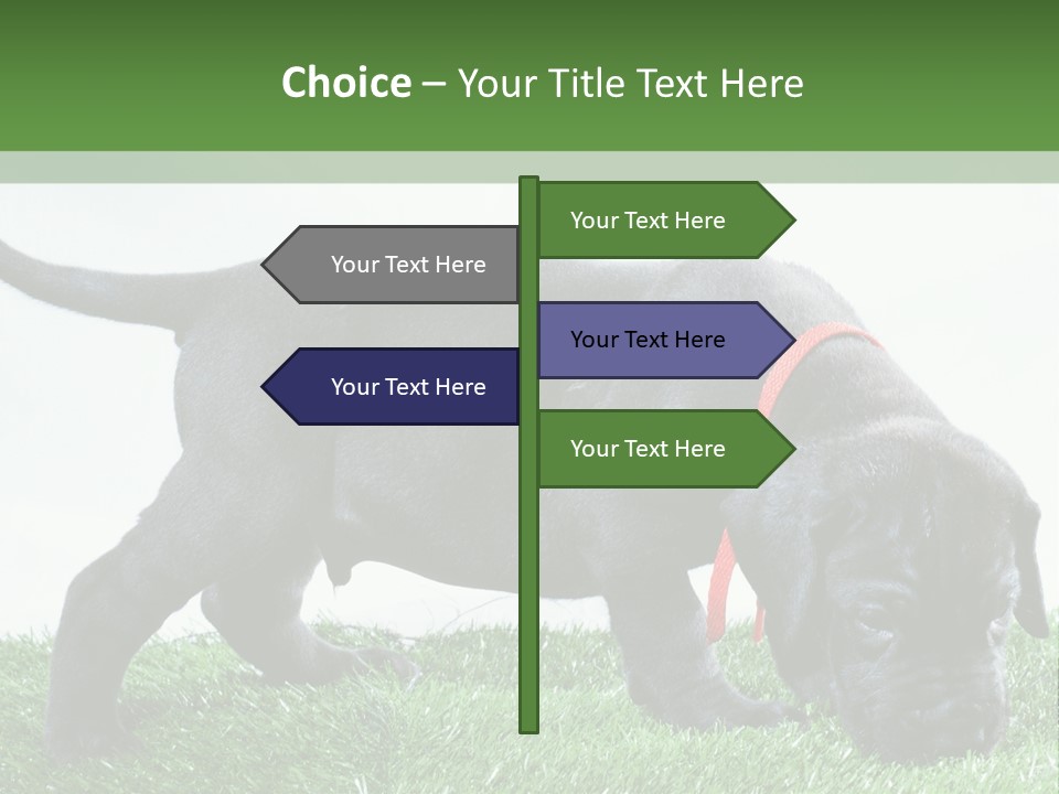 A Black Dog With A Red Collar Is Sniffing The Grass PowerPoint Template