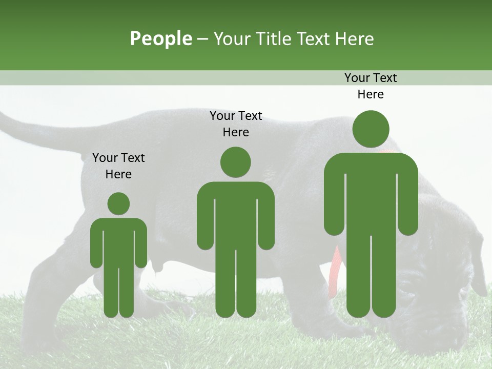 A Black Dog With A Red Collar Is Sniffing The Grass PowerPoint Template