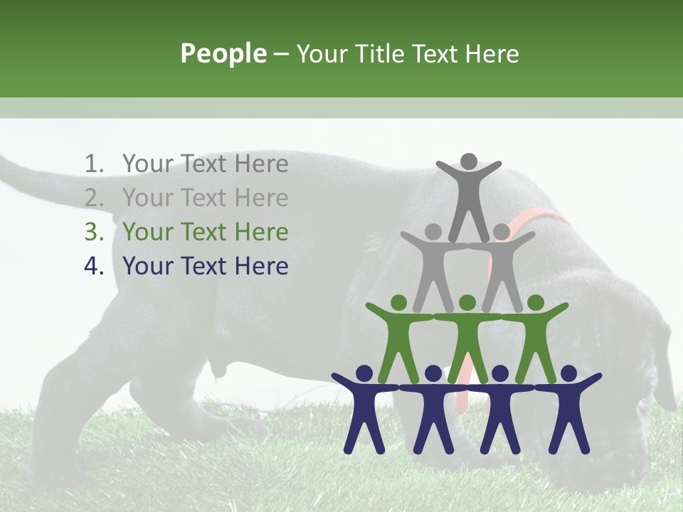 A Black Dog With A Red Collar Is Sniffing The Grass PowerPoint Template