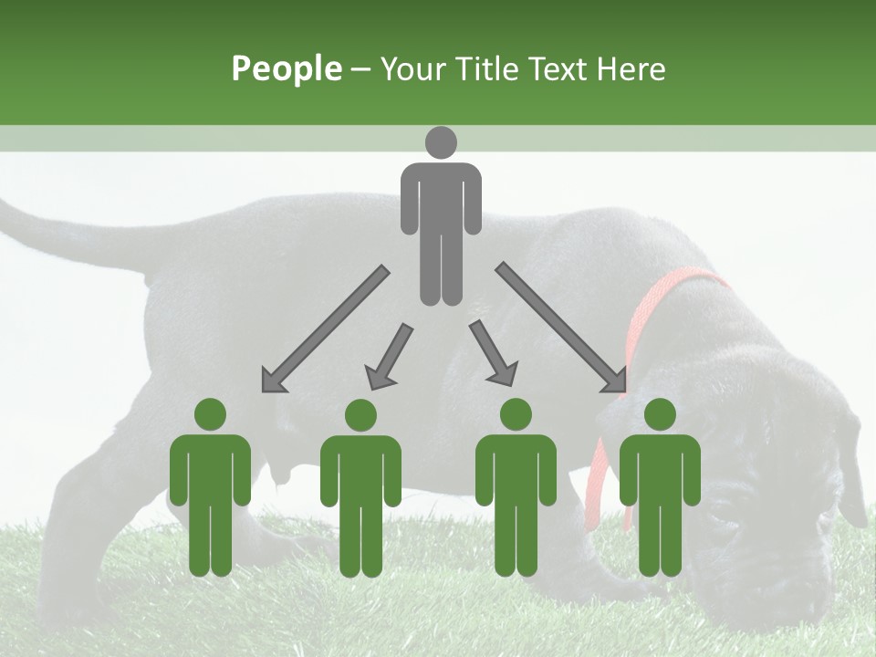 A Black Dog With A Red Collar Is Sniffing The Grass PowerPoint Template