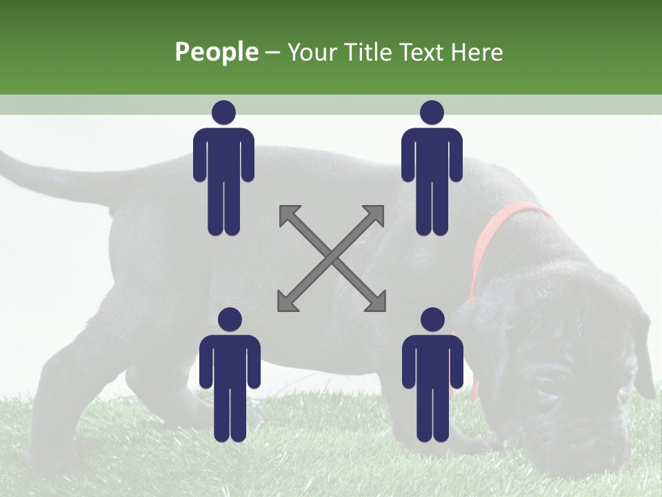 A Black Dog With A Red Collar Is Sniffing The Grass PowerPoint Template