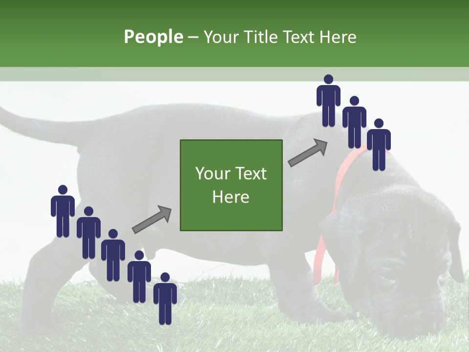 A Black Dog With A Red Collar Is Sniffing The Grass PowerPoint Template