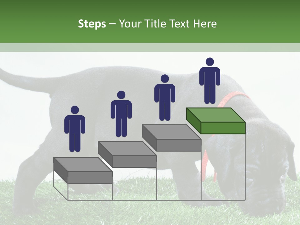 A Black Dog With A Red Collar Is Sniffing The Grass PowerPoint Template