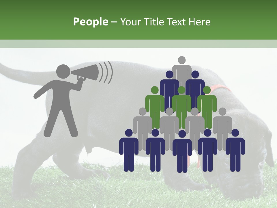 A Black Dog With A Red Collar Is Sniffing The Grass PowerPoint Template