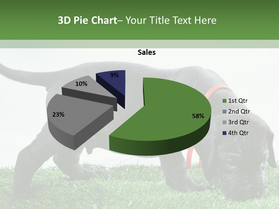 A Black Dog With A Red Collar Is Sniffing The Grass PowerPoint Template