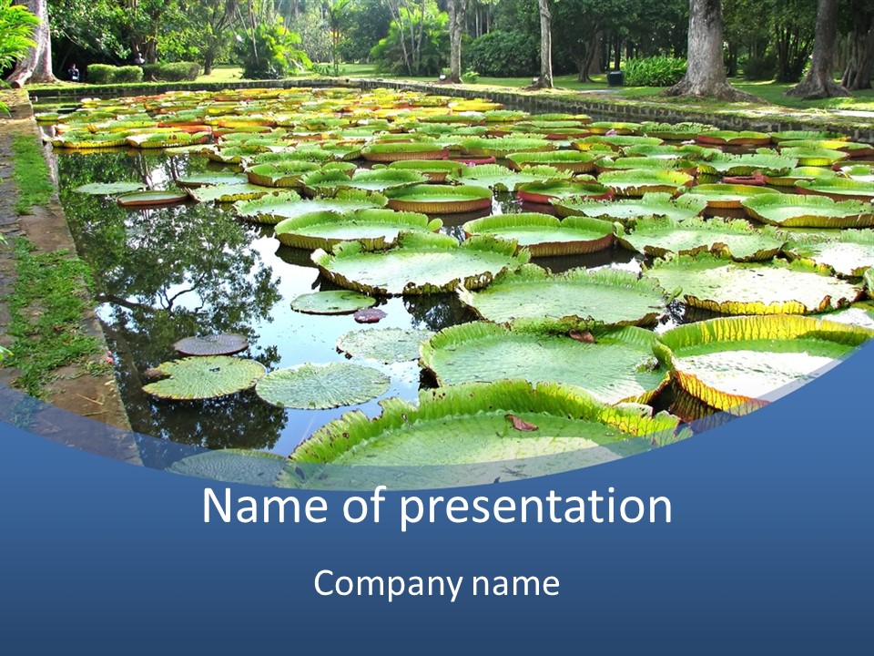 A Large Pond Filled With Water Lilies In The Middle Of A Forest PowerPoint Template