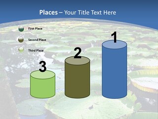 A Large Pond Filled With Water Lilies In The Middle Of A Forest PowerPoint Template