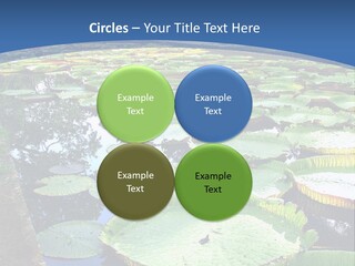 A Large Pond Filled With Water Lilies In The Middle Of A Forest PowerPoint Template