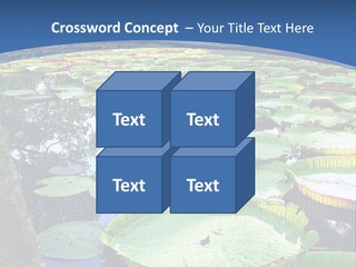 A Large Pond Filled With Water Lilies In The Middle Of A Forest PowerPoint Template