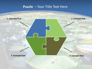 A Large Pond Filled With Water Lilies In The Middle Of A Forest PowerPoint Template