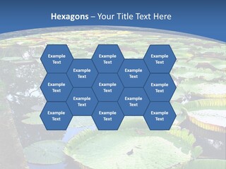 A Large Pond Filled With Water Lilies In The Middle Of A Forest PowerPoint Template