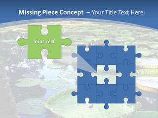 A Large Pond Filled With Water Lilies In The Middle Of A Forest PowerPoint Template