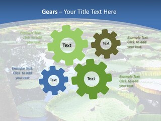 A Large Pond Filled With Water Lilies In The Middle Of A Forest PowerPoint Template