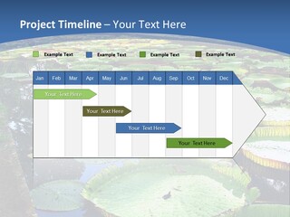 A Large Pond Filled With Water Lilies In The Middle Of A Forest PowerPoint Template