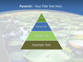 A Large Pond Filled With Water Lilies In The Middle Of A Forest PowerPoint Template