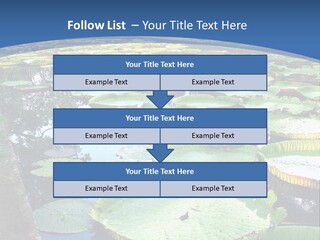 A Large Pond Filled With Water Lilies In The Middle Of A Forest PowerPoint Template