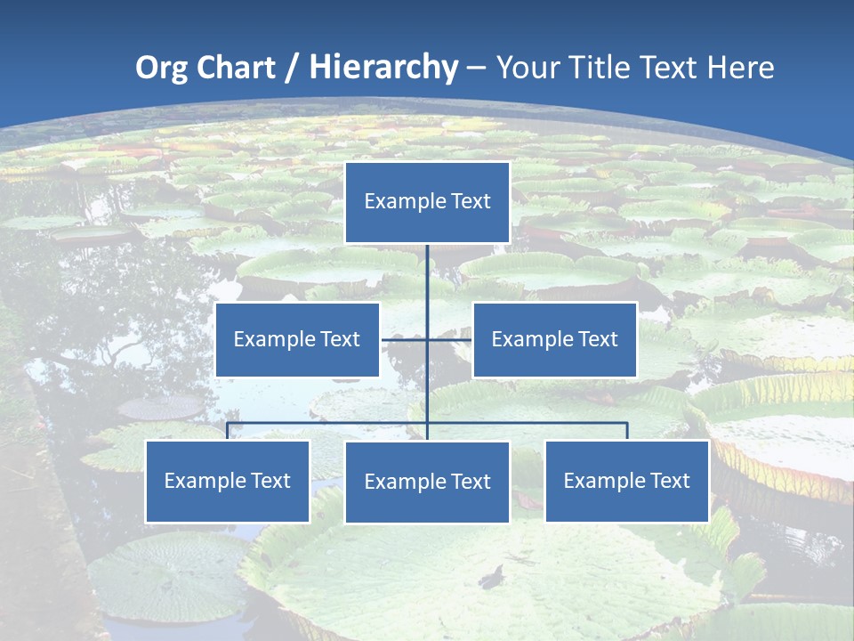 A Large Pond Filled With Water Lilies In The Middle Of A Forest PowerPoint Template