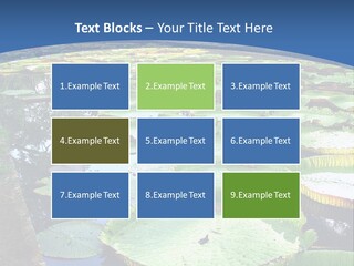 A Large Pond Filled With Water Lilies In The Middle Of A Forest PowerPoint Template