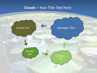 A Large Pond Filled With Water Lilies In The Middle Of A Forest PowerPoint Template