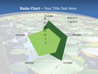 A Large Pond Filled With Water Lilies In The Middle Of A Forest PowerPoint Template