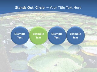 A Large Pond Filled With Water Lilies In The Middle Of A Forest PowerPoint Template