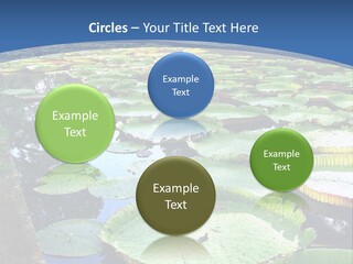 A Large Pond Filled With Water Lilies In The Middle Of A Forest PowerPoint Template