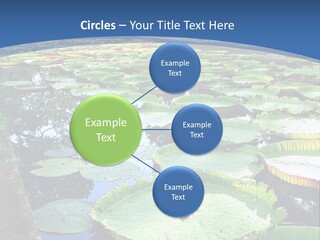 A Large Pond Filled With Water Lilies In The Middle Of A Forest PowerPoint Template