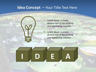 A Large Pond Filled With Water Lilies In The Middle Of A Forest PowerPoint Template