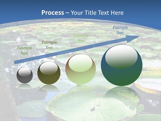 A Large Pond Filled With Water Lilies In The Middle Of A Forest PowerPoint Template