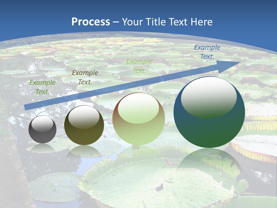 A Large Pond Filled With Water Lilies In The Middle Of A Forest PowerPoint Template