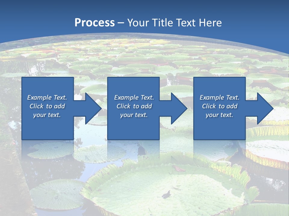 A Large Pond Filled With Water Lilies In The Middle Of A Forest PowerPoint Template