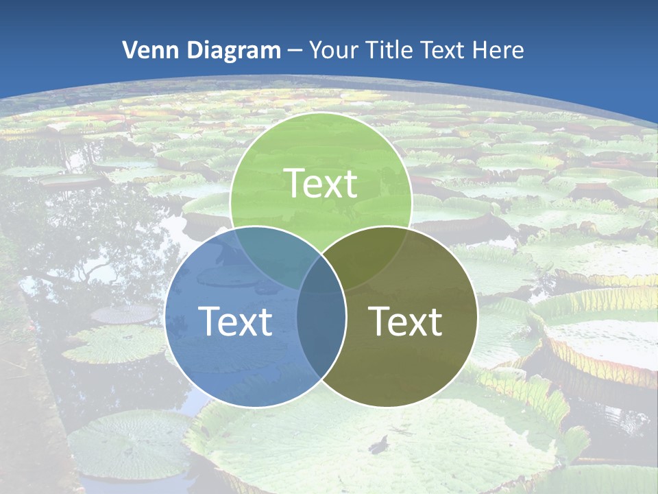 A Large Pond Filled With Water Lilies In The Middle Of A Forest PowerPoint Template