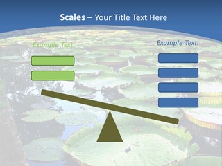 A Large Pond Filled With Water Lilies In The Middle Of A Forest PowerPoint Template