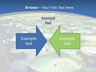 A Large Pond Filled With Water Lilies In The Middle Of A Forest PowerPoint Template