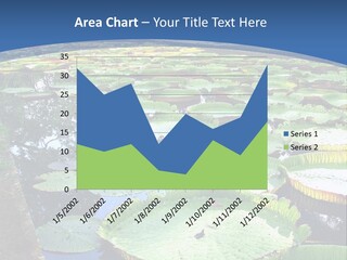 A Large Pond Filled With Water Lilies In The Middle Of A Forest PowerPoint Template