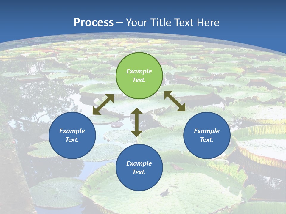 A Large Pond Filled With Water Lilies In The Middle Of A Forest PowerPoint Template