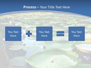 A Large Pond Filled With Water Lilies In The Middle Of A Forest PowerPoint Template
