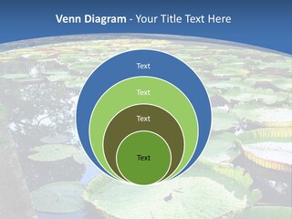 A Large Pond Filled With Water Lilies In The Middle Of A Forest PowerPoint Template