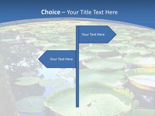 A Large Pond Filled With Water Lilies In The Middle Of A Forest PowerPoint Template