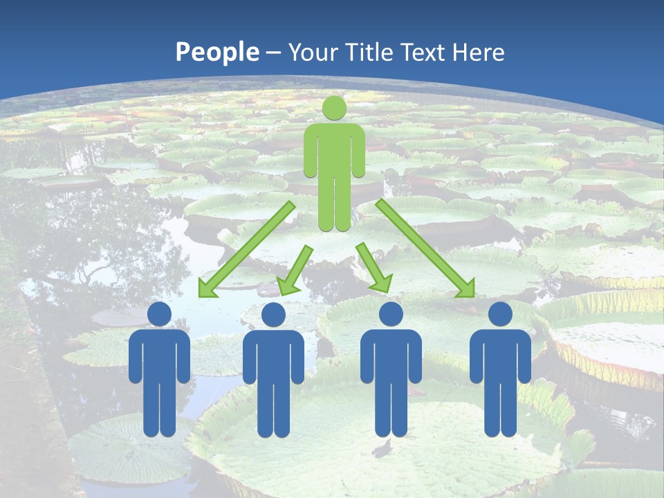 A Large Pond Filled With Water Lilies In The Middle Of A Forest PowerPoint Template