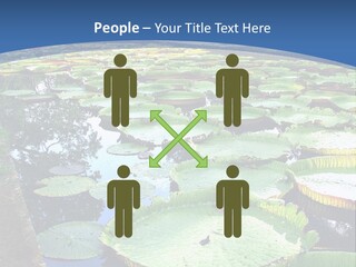 A Large Pond Filled With Water Lilies In The Middle Of A Forest PowerPoint Template