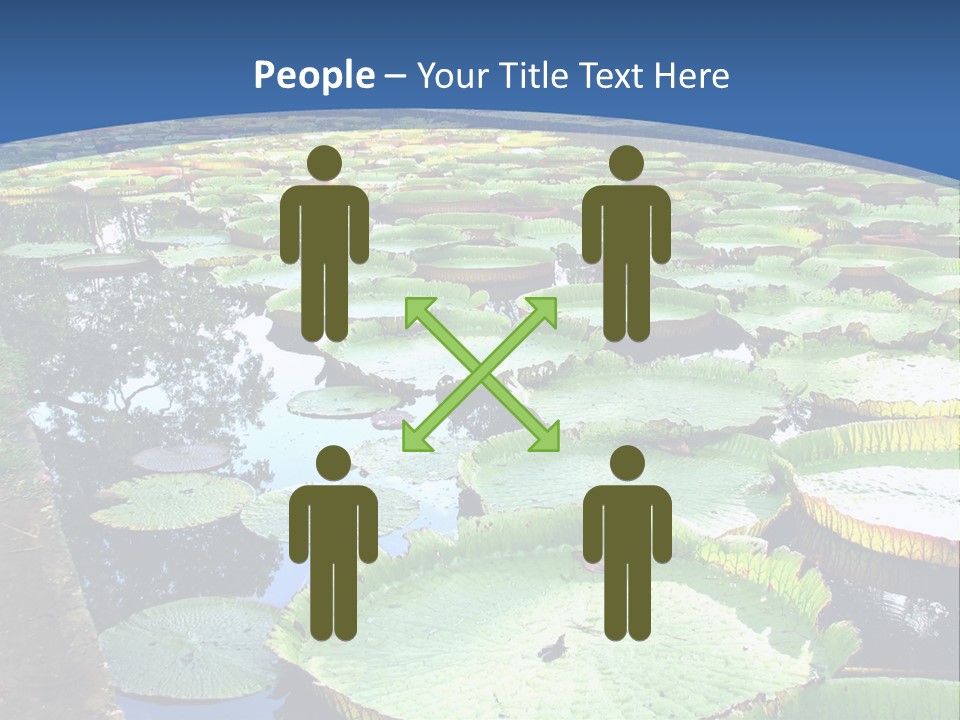 A Large Pond Filled With Water Lilies In The Middle Of A Forest PowerPoint Template