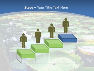 A Large Pond Filled With Water Lilies In The Middle Of A Forest PowerPoint Template