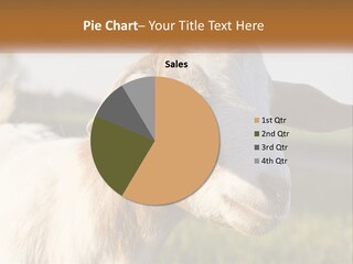 A Goat With Long Horns Standing In A Field PowerPoint Template