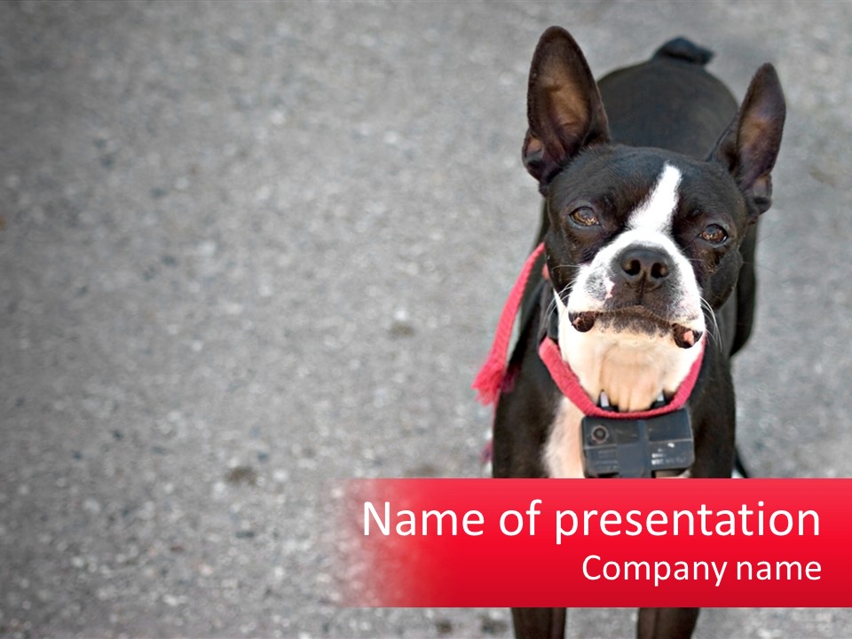 A Black And White Dog With A Red Collar Holding A Sign PowerPoint Template