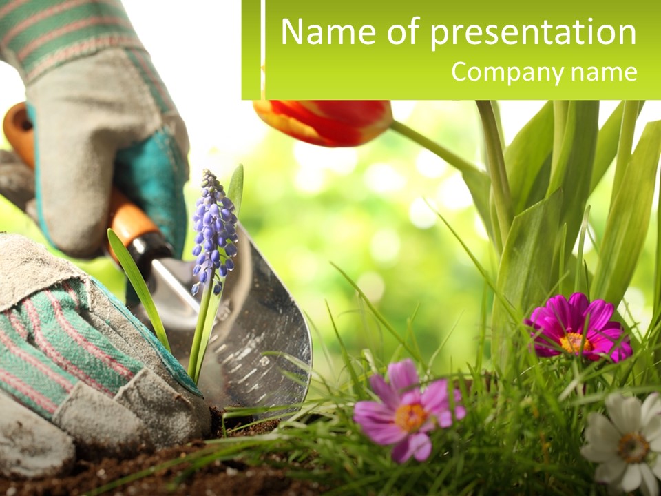 A Person Digging In The Dirt With A Shovel PowerPoint Template