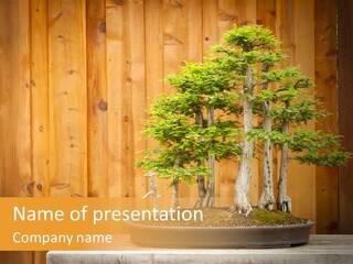 A Bonsai Tree On A Table In Front Of A Wooden Wall PowerPoint Template
